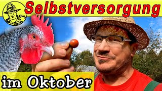 Der SelbstversorgerGarten im Oktober Stecklinge schneiden Aussaat im Oktober und Hühner füttern [upl. by Ynatirb546]