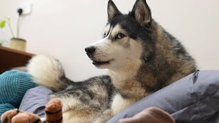 Arguing With My Husky About SELLING His BEANBAG [upl. by Elysha]