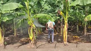 Banana farming  Fungicides application  Azoxystrobin 182   Difenoconazole 114 SC  video [upl. by Tera295]