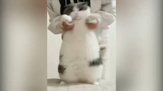 Cat Dancing Wop Original Meme Template [upl. by Ynattirb]