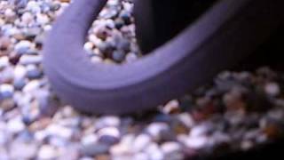 Caecilian Breeding [upl. by Maisel]