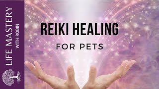 Reiki Healing Healing Dogs and Cats with Sound Music [upl. by Hennahane]