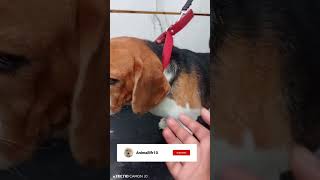 Begal nahane ke liya rota huaa 😂😂 funnyclips dog beautiful trindinge video [upl. by Masry46]