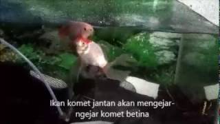 Perilaku Kawin Ikan Komet [upl. by Sirrap504]