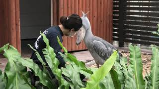 shoebill excited フタバ 掃除する飼育員さんを待つ ハシビロコウ shoebill stork bow [upl. by Eppes247]