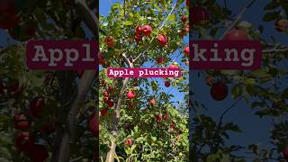 Apple Plucking In USA [upl. by Enilorak304]