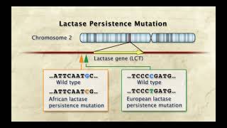 Lactase Persistence Mechanism HHMI Biointeractive Lecture by Sarah Tishkoff PhD [upl. by Ridinger]