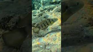 Butterflytailspot goby RedSeaBit fish redsea redseadiving snorkeling [upl. by Silevi]