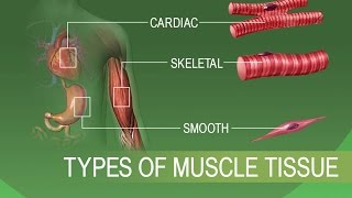 Anatomy and Physiology of Tissues [upl. by Madeleine782]