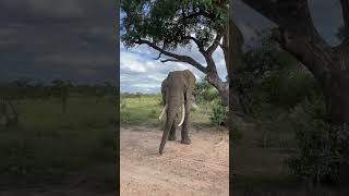 Elephants Delight Feasting on Sweet Marula Fruits animal wildlife wildanimal [upl. by Ruben632]