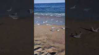 Cardumen de palometas cazando cornalitos en la playa de Necochea pez palometa playa necochea [upl. by Laerdna]