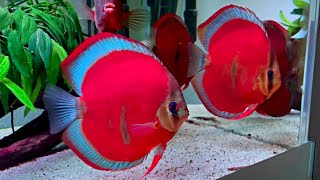 Blue Rim Red Cover Discus Fish  Most Beautiful Super Red Discus Aquarium [upl. by Rekab64]