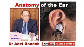 Anatomy of the Ear Dr Adel Bondok [upl. by Nich120]