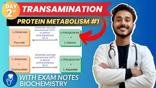 amino acid metabolism  transamination biochemistry metabolism  protein metabolism biochemistry [upl. by Prudy]