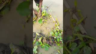 Unbelievable Catching in River Fishing Video shorts fishinglife [upl. by Medovich765]