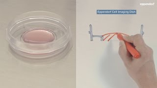 Preparing Adherent Cells for Live Cell Imaging [upl. by Einnad]