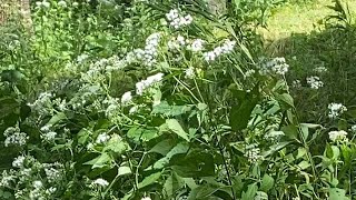 Tall boneset and goldenrod in late August [upl. by Gathard]