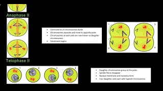 Grade 12 Life Sciences Meiosis Part 2 [upl. by Lamar]