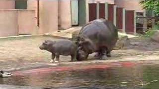 Imani the baby hippo part 2 [upl. by Yak]