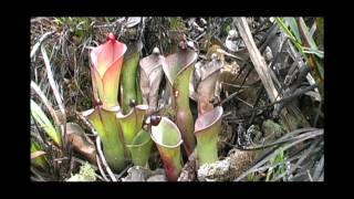 A bunch of Heliamphora amp more Chimanta Tepui and LosTestigos With Stewart McPherson [upl. by Sillek]