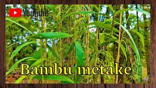 Como plantar bambu Metake Pseudosasa japonica  Youtube [upl. by Ludie]