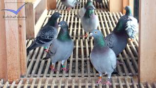 Dirk Van Dyck Belgium Racing Pigeons Loft  Taubenschlag  Palomar 2015 [upl. by Itin926]