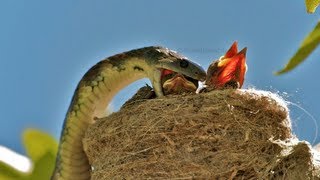 AMAZING WILDLIFE ENCOUNTER Tiger Snake eats Willie Wagtails [upl. by Ailehs]