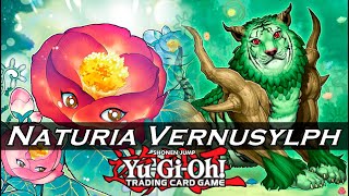 YuGiOh Naturia Vernusylph Combos 2022 Post Darkwing Blast  Naturia DABL 20 EDOProYGOPro [upl. by Ennahgem779]