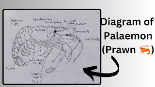 How to draw a diagram of Palaemon the prawn 🦐  easy diagram of Prawn  bharti333 [upl. by Mosera49]