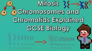 Mitosis Explained  WJECAQA Biology  GCSE REVISION Year 11 [upl. by Standish]