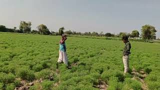 shivashakti agritech ltd vam diamond d [upl. by Darooge110]