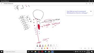 Autonomic ganglia  mode of action and autonomic nervous system [upl. by Geneva]