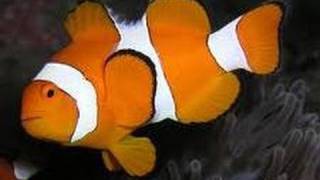 Group of Clown fish Nemo fish ★★★★★ [upl. by Secor]