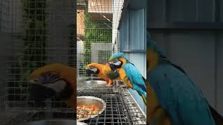 Macaw parrot [upl. by Aynor]