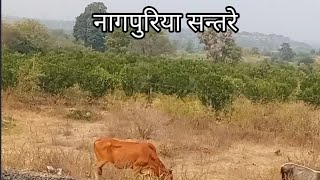 नागपुरिया सन्तरे के बाग🍊nagpuriya santre ke baag🍊vimarshmukeshkumar shortvedio vlogs indi [upl. by Darken]