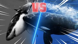 Whos the real king Orca vs Shark [upl. by Aicel758]