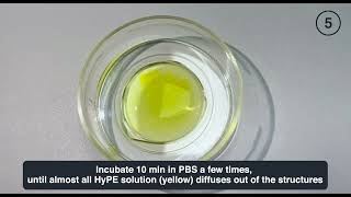 Tutorial Height control of PEG hydrogels with HyPE and PRIMO [upl. by Setiram]