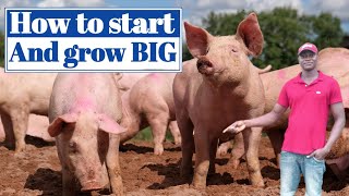 How to simply start from ZERO to HUNDRED in pig farming  Pig Farming in Nigeria [upl. by Norabal399]