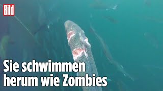 UndercoverVideo von LachsFarm zeigt schockierenden Zustand der Fische [upl. by Misaq741]