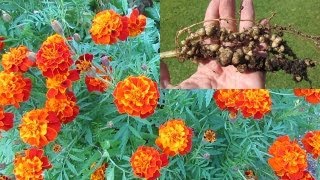 Treating Root knot nematode control using French marigolds amp mustard greens [upl. by Alisia244]