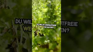 Du willst unkrautfreie Wege im Garten 🚫🌿 Probiere diesen Trick – kein Jäten mehr nötig [upl. by Dylan]