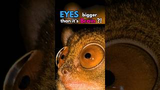 Tarsiers Small Body Huge Eyes shorts facts animalsfyp [upl. by Imak]