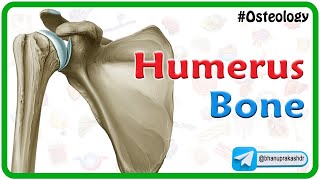 Humerus bone osteology Animation  Bony mandmarks Development and Clinical anatomy 🦴🦴🦴 [upl. by Moseley]