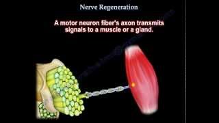 Nerve Regeneration  Everything You Need To Know  Dr Nabil Ebraheim [upl. by Eniaral]