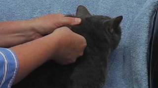 Giving an Injection to a Cat [upl. by Annaitsirhc]