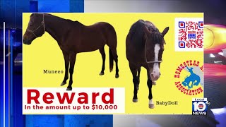 10K reward offered after horses stolen butchered in southwest MiamiDade [upl. by Tahmosh]