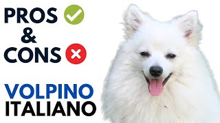 Volpino Italiano Pros and Cons  Volpino Italiano Dog Advantages and Disadvantages [upl. by Mirth]