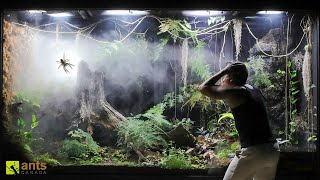 How a Huntsman Spider Returned From the Dead in My Giant Rainforest Vivarium [upl. by Schild]