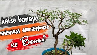 Rosewood Bonsai  Shisham ki Bonsai Kaise Banaa Sakte Hain [upl. by Sotos728]