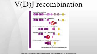 VDJ recombination [upl. by Leeland]